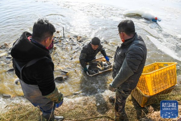 优速配资 黄河岸边的冬捕人 - 海报新闻