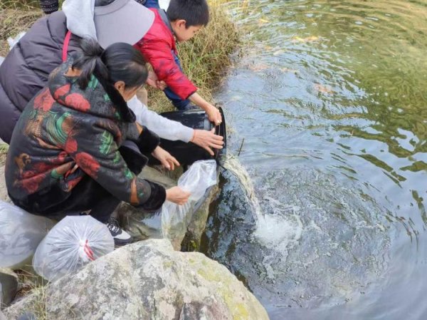 富才配资 近万尾珍稀泰山赤鳞鱼“反哺”回归原生地莲花湖